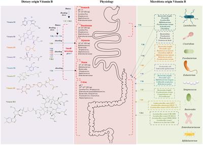 Frontiers | Intermediate Role Of Gut Microbiota In Vitamin B Nutrition ...